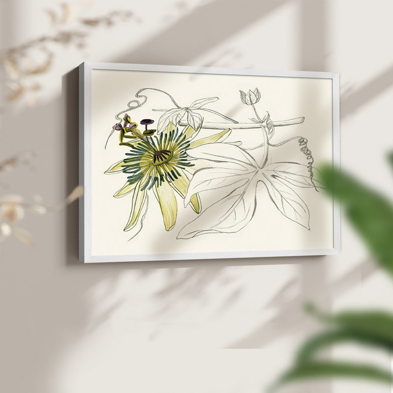 Passiflore I - reproduction encadrée - réarmable, H 22 po x l 28 po, Blanc