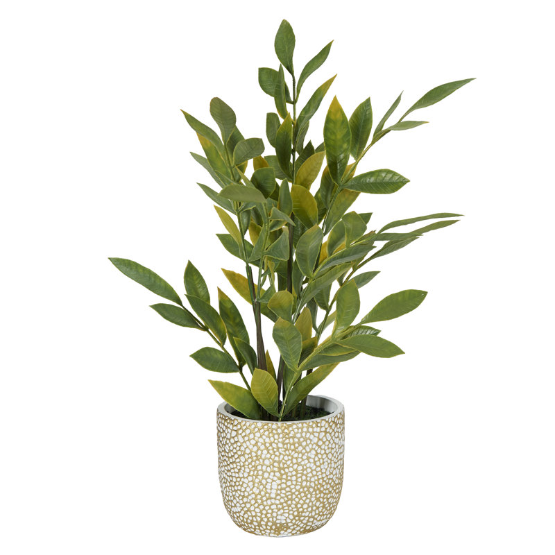 Ficus en pot de ciment