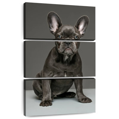 Chiot bouledogue français Brampt