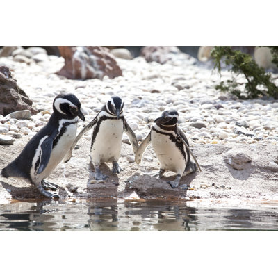 " Magellanic Penguin " by Jaysonphotography