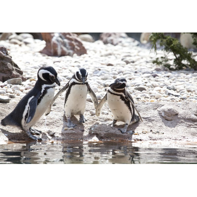 Ebern Designs Magellanic Penguin On Canvas by Jaysonphotography Print ...