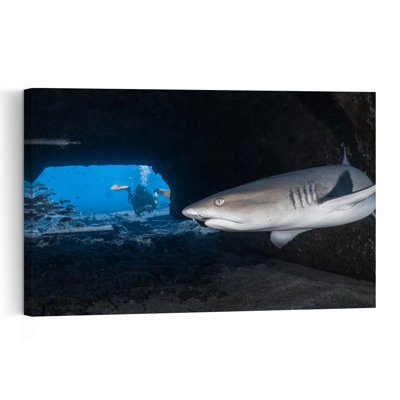 Cave Shark And Diver Contemporary Shark Nature Ocean Wall Art Print