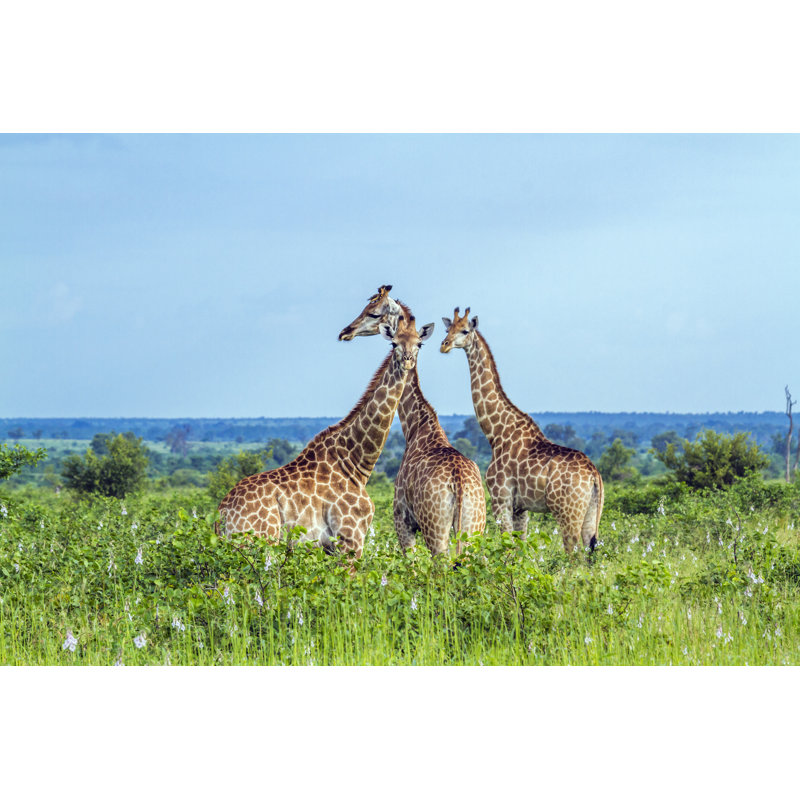 Kruger National Park - Wrapped Canvas Print, 20cm H x 30cm W x 3.8cm D