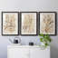 Parchment Coral I - ensemble de 3 reproductions de cadres photo-207375877-207375874