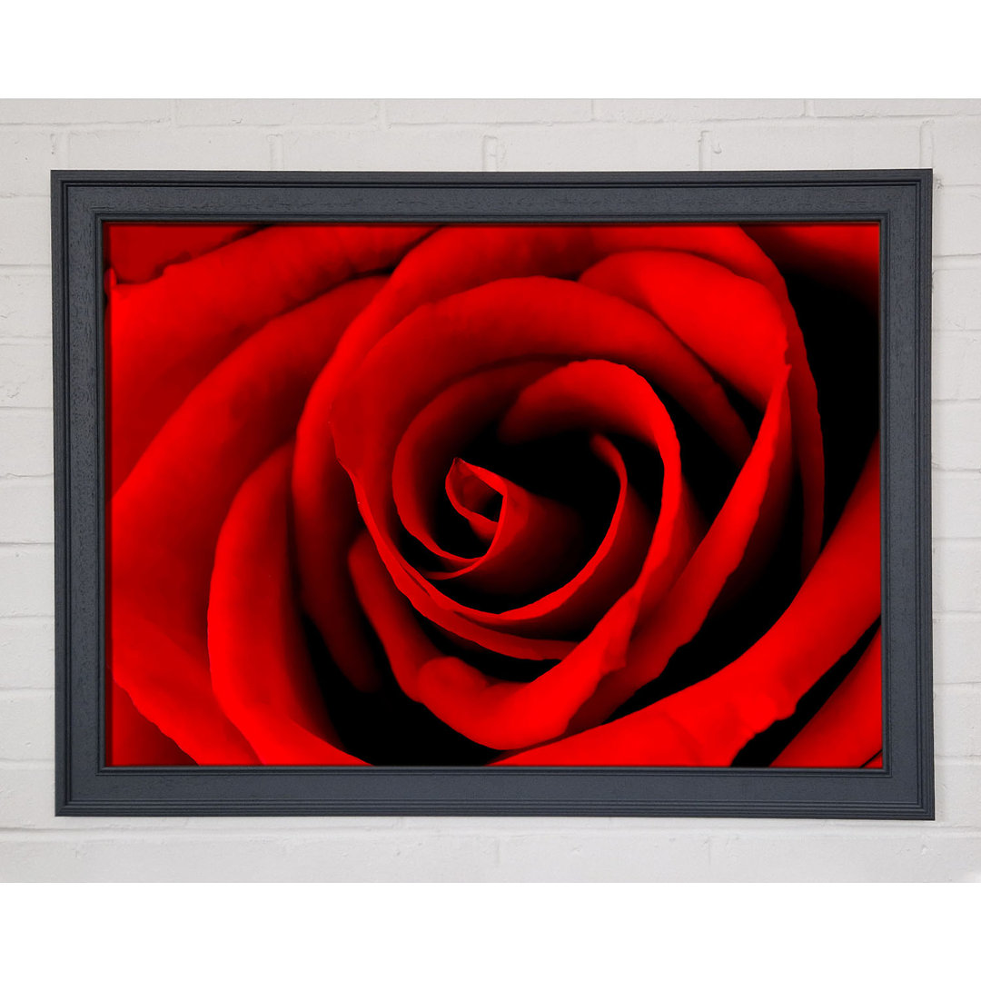 Red Rose Beauty - Einzelne Bilderrahmen Kunstdrucke