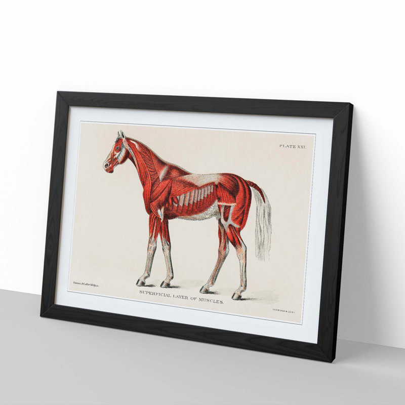 Anatomy of a Horse 1 Piece Single Picture Frame Painting, 24cm H x 33cm W x 2cm D, Black Framed