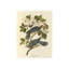 Band Tailed Pigeon Print by James Audubon-26939873-26939866
