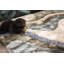 Tapis terre-678723332