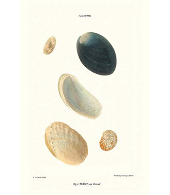 " Abalone Shells "
