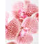 Fiori Orchid Arrangement