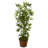 48'' Faux Bamboo Tree in Wicker/Rattan Basket