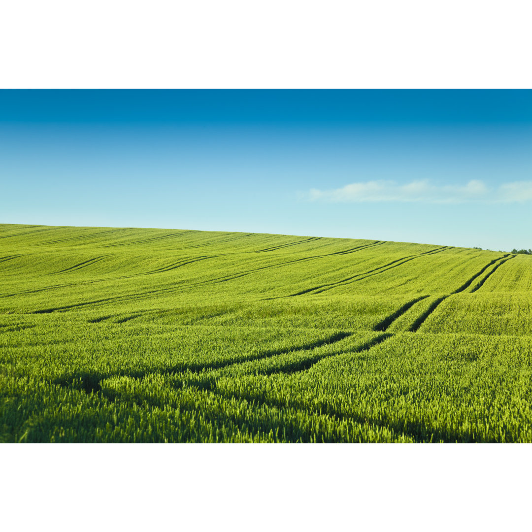 Ein grünes Feld von Brzozowska - Kunstdrucke auf Leinwand ohne Rahmen