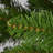 7.5 ft. Peyton Spruce Tree