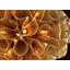 Pulse 5 Light Semi Flush