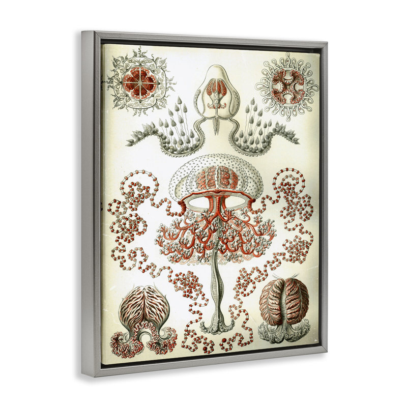 «Classic Haeckel» par Graffi * Tee, Cadre flottant gris lustré, H 21 po x l 17 po