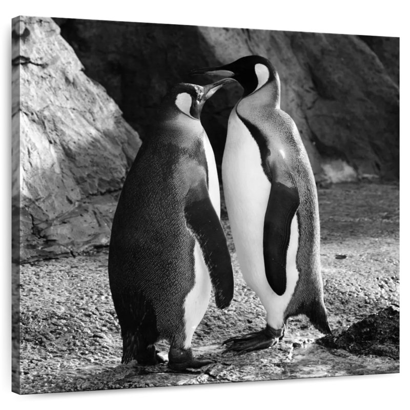 Crowle Penguin Kiss, 36" H x 36" W