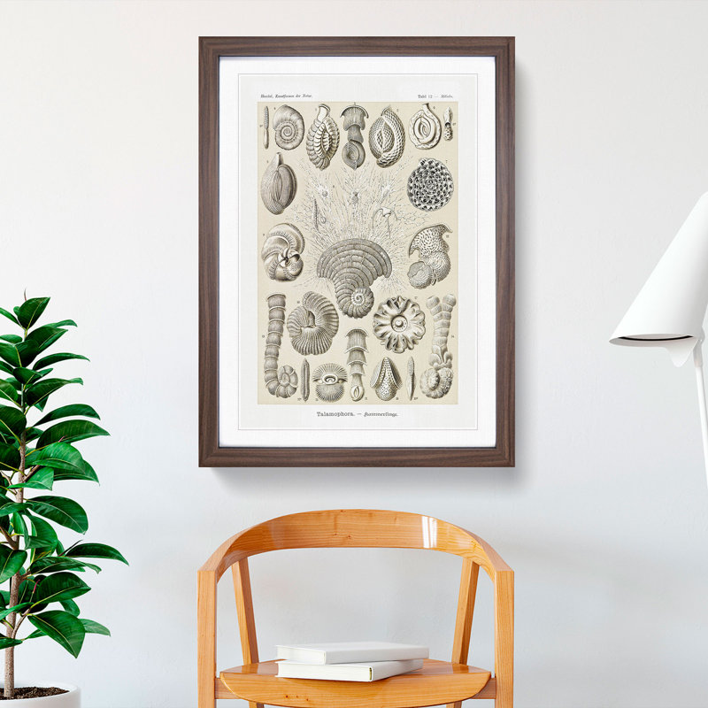 Study of Shells by Ernst Haeckel - Picture Frame Graphic Art, Walnut Framed, 36cm H x 27cm W x 2cm D