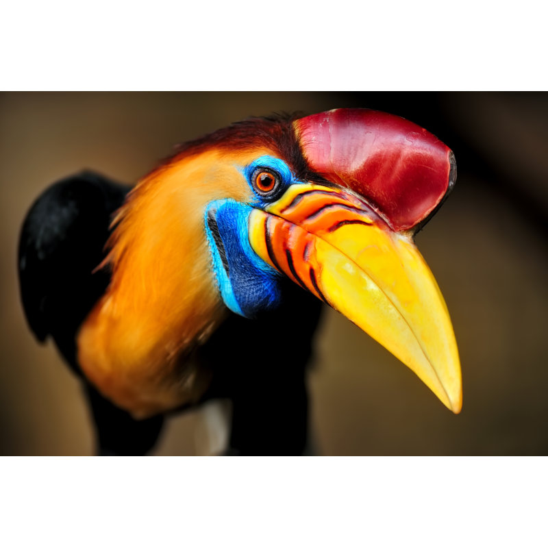 Knobbed Hornbill by Freder - Print, 61cm H x 91cm W x 3.8cm D