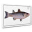 Mullet Fish by M.E. Bloch - Wrapped Canvas Painting Print-55360161