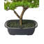 37cm Faux Bonsai Tree in Pot