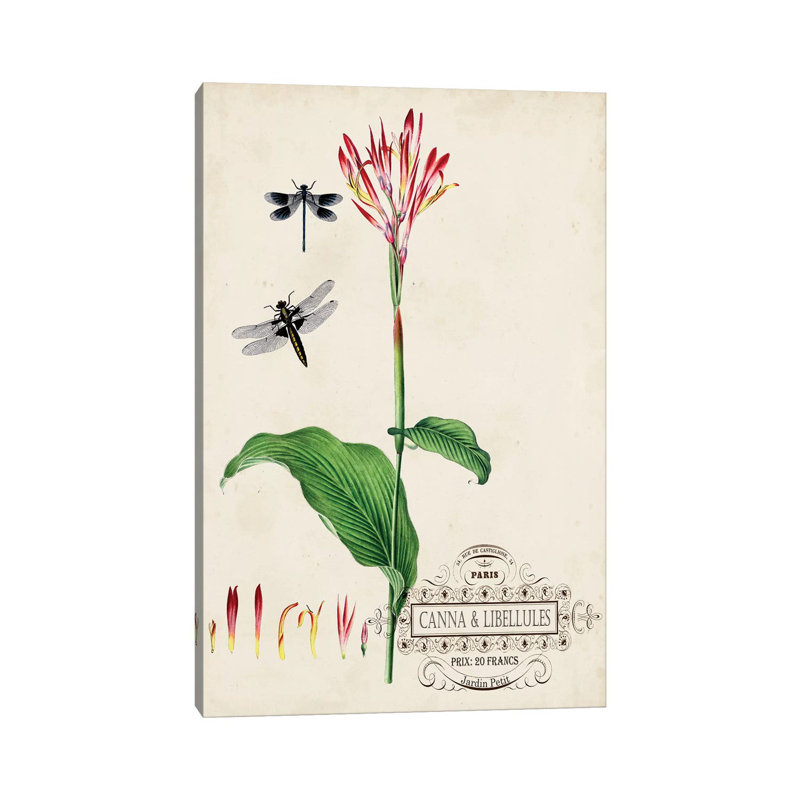 Canna & Dragonflies II by Vision Studio - Wrapped Canvas Gallery-Wrapped Canvas Giclée, 66.04 cm H  x 45.72 cm W