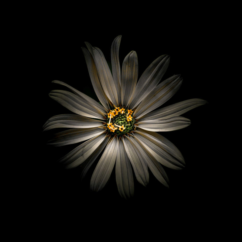 Marguerite blanche VI, H 12 po x l 12 po