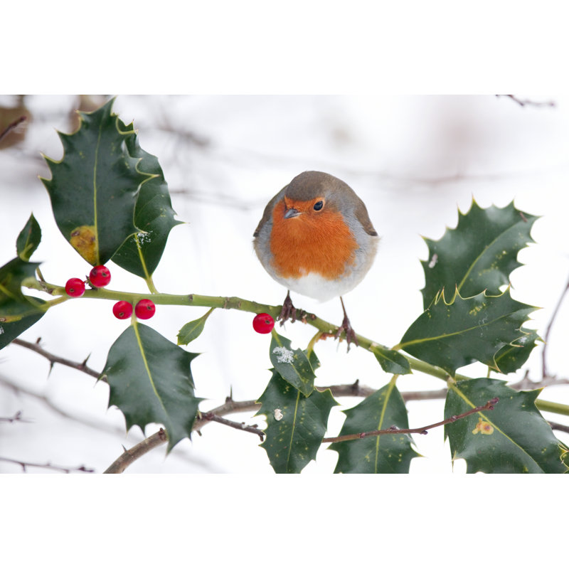 Robin On A Holly Bush by Andrew_Howe - Wrapped Canvas Print, 81cm H x 122cm W