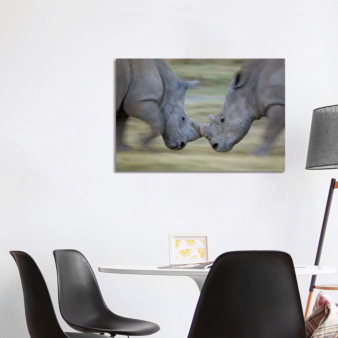 White Rhinoceros Males Fighting, Lake Nakuru, Kenya