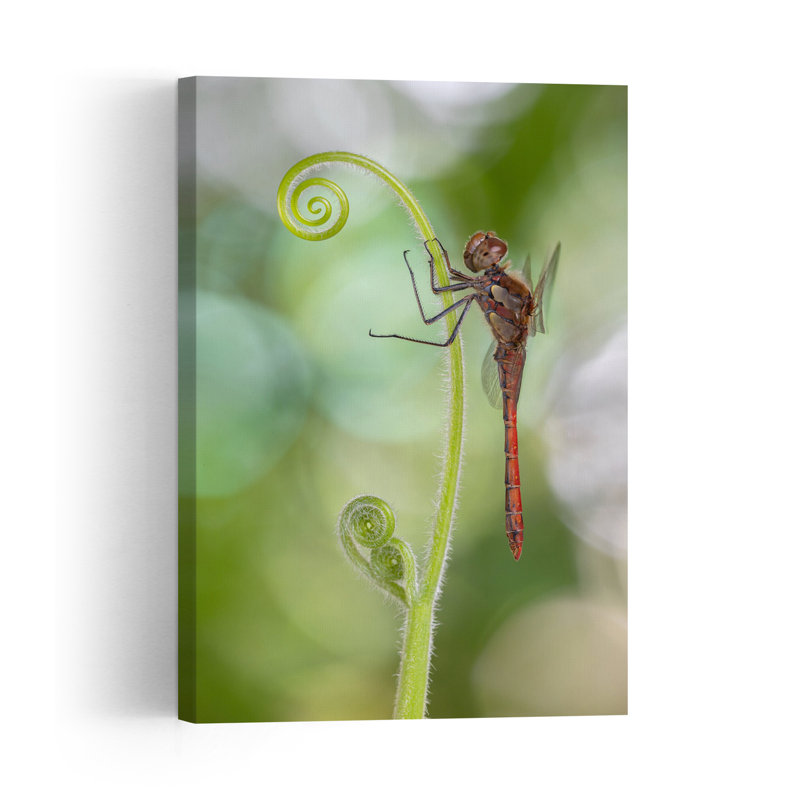 Delicate Dragonfly Spiral Delicate Peaceful Serene Dragonfly Nature Plant Wall Art Print 1 Piece Wrapped Canvas Wall Art