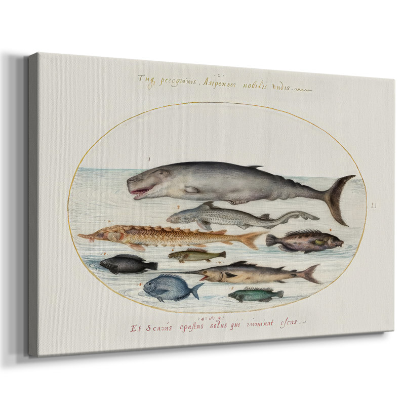 Hoefnagel Sea Vignettes III -Galerie enveloppée Cavas, 12 x 18