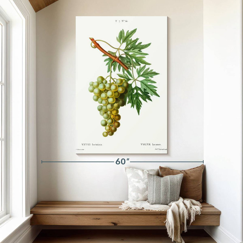 Yarlin Grape Vine - Vitis Laciniata, 51" H x 34" W
