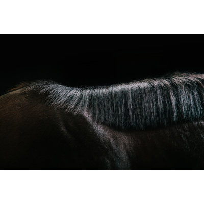 Horse Detail by Pixalot