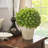 Kinsley Foliage Topiary in Pot-15059613