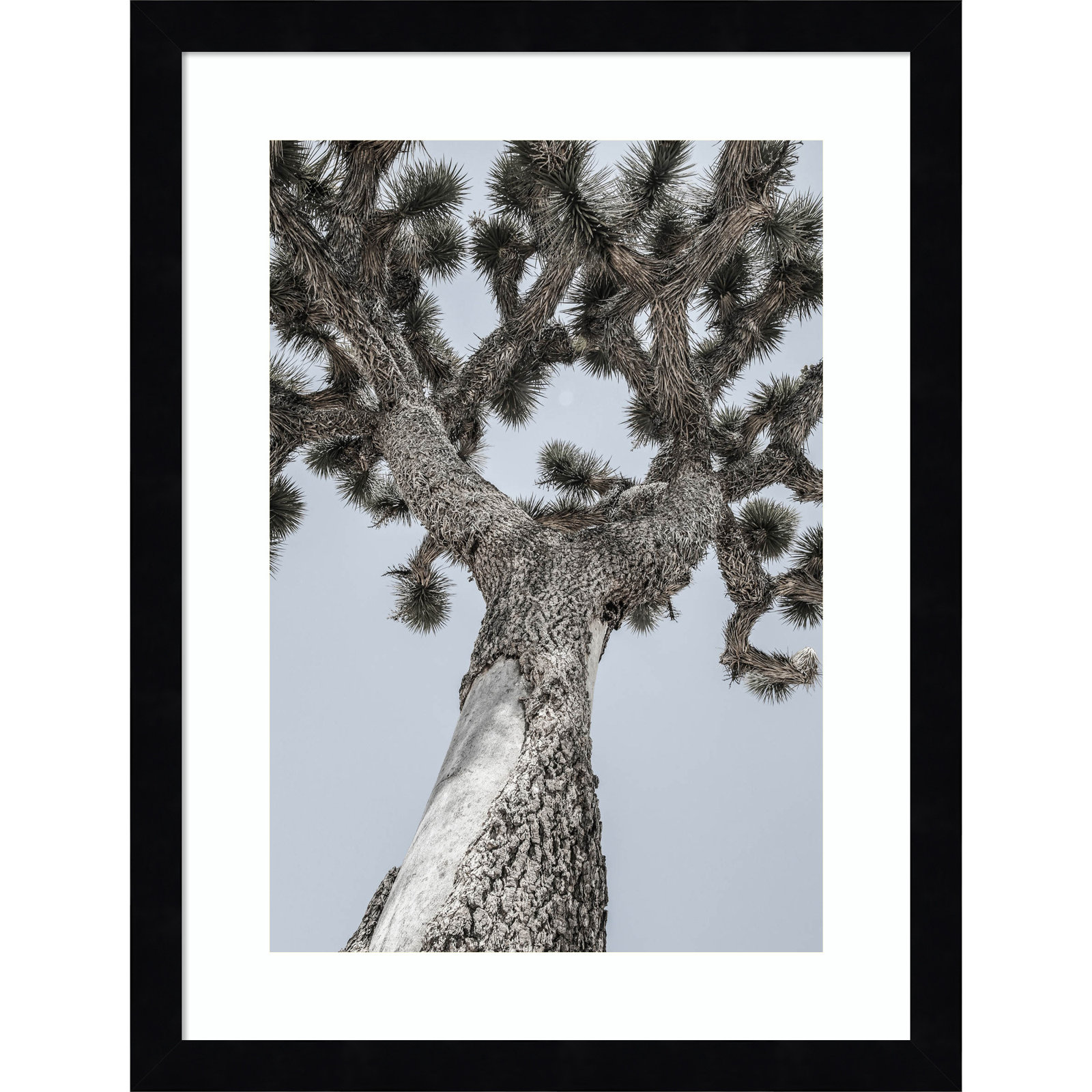 Daisey "Joshua" Print by Shot by Clint, 17" H x 13" W, Black 