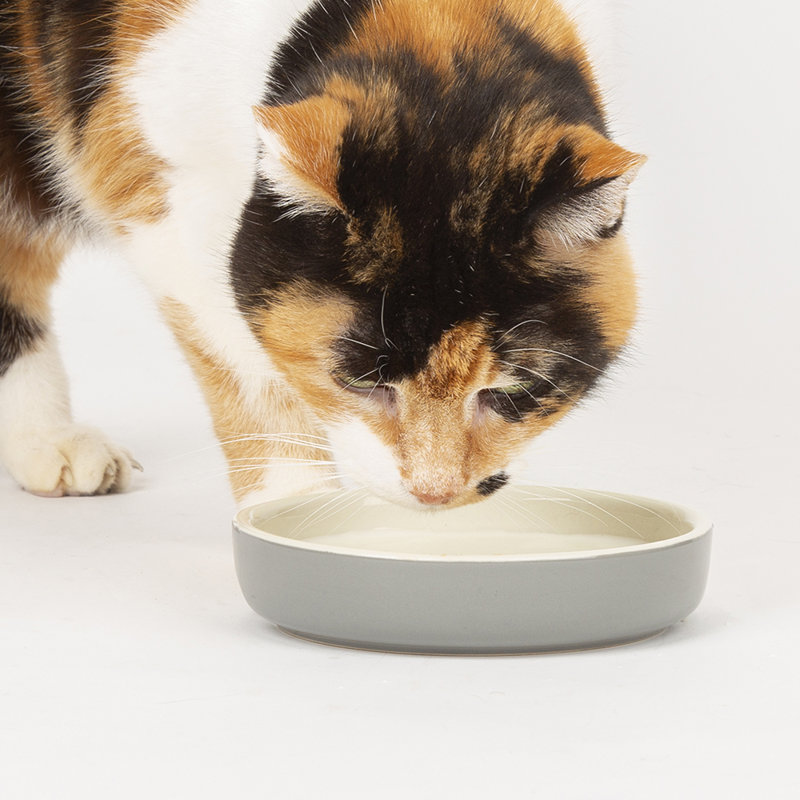 Pet Bowl