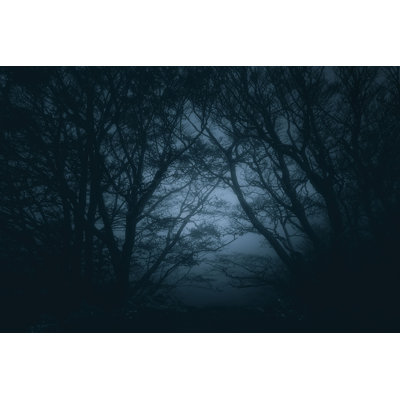 " Scary Forest At Night "