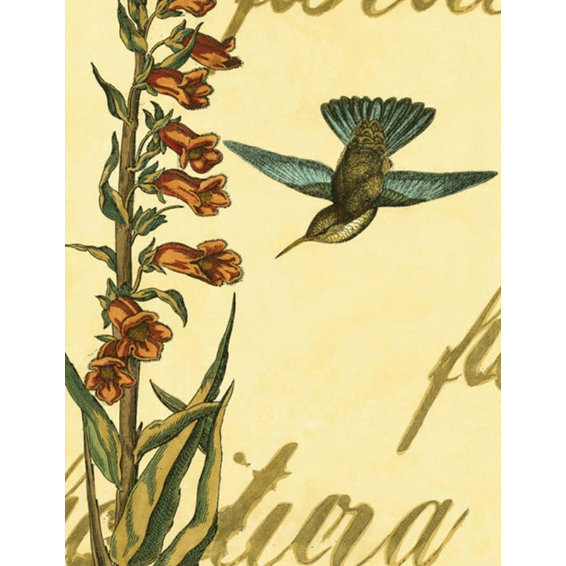 Colibri paisible II