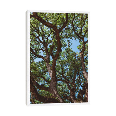 Texas Cottonwoods by Bethany Young - Print on Canvas