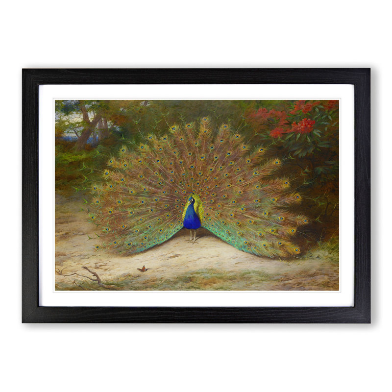 Peacock by Archibald Thorburn - Framed Print, Black Framed, 27cm H x 36cm W x 2cm D