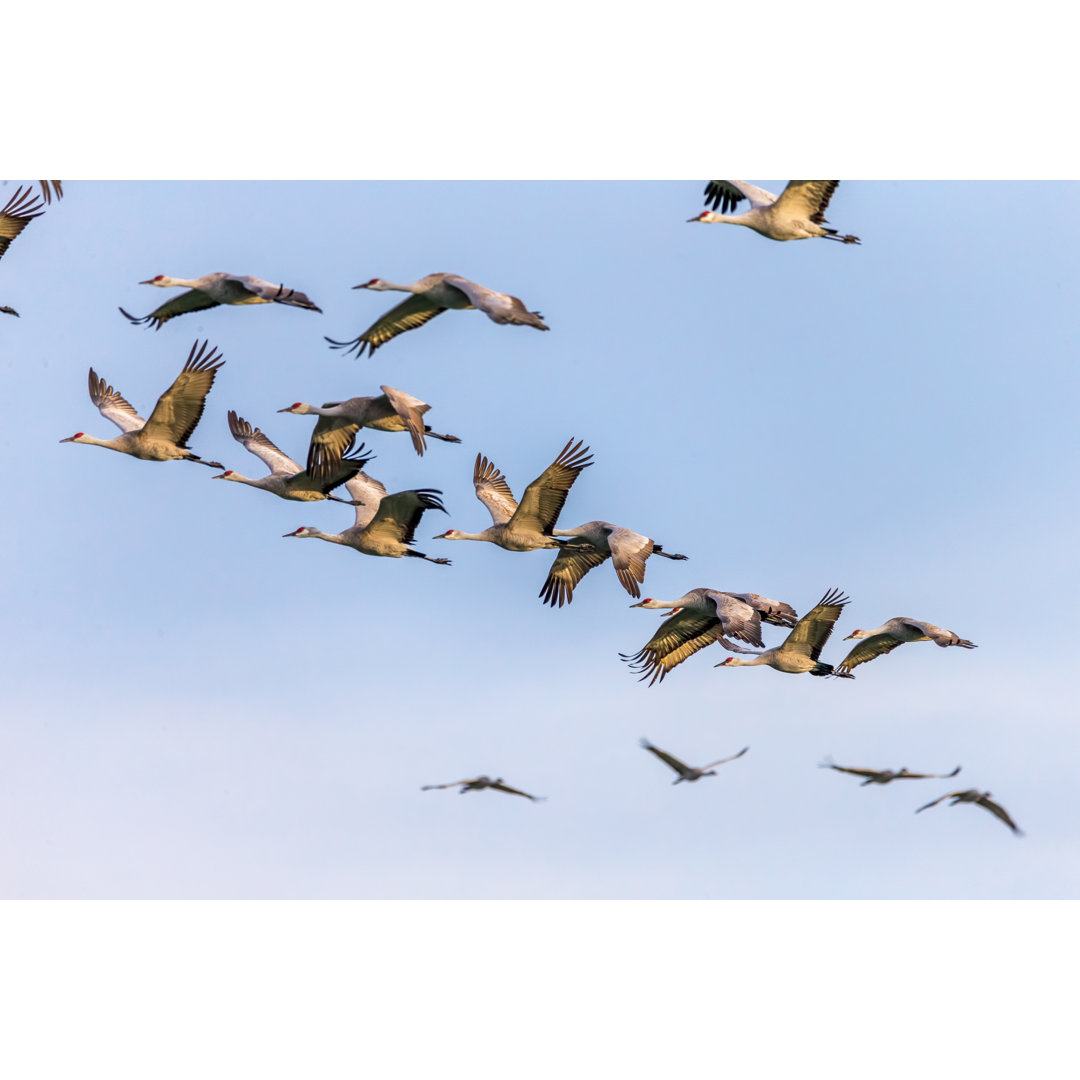 Flock Of Sandhill Cranes von Spondylolithesis - Kunstdrucke auf Leinwand ohne Rahmen