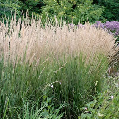 4 in. Karl Foerster Grass (3-Pack)