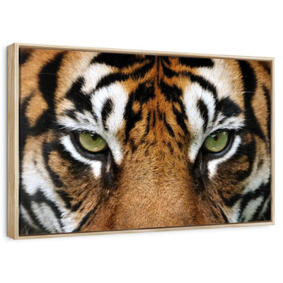 Gaze Of A Tiger