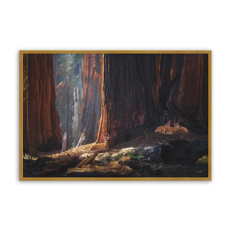 «Deer at the séquoias I» par Martin Podt, reproduction d'art, 48 W x 32 H, Gold, Framed Print