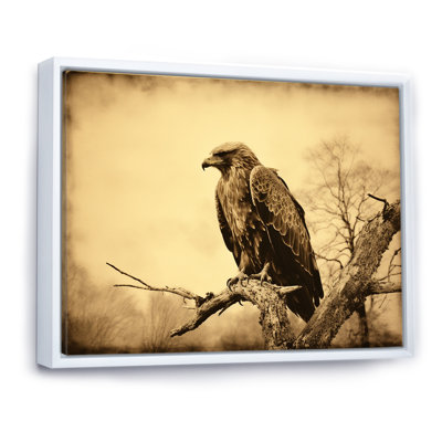 " Brown Resiliant Bold Eagle I "