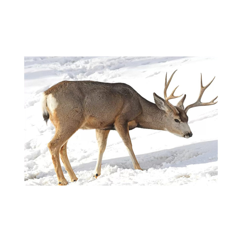Mule Deer by Brian Wolf - Wrapped Canvas Print, 20.32 cm H x 30.48 cm W