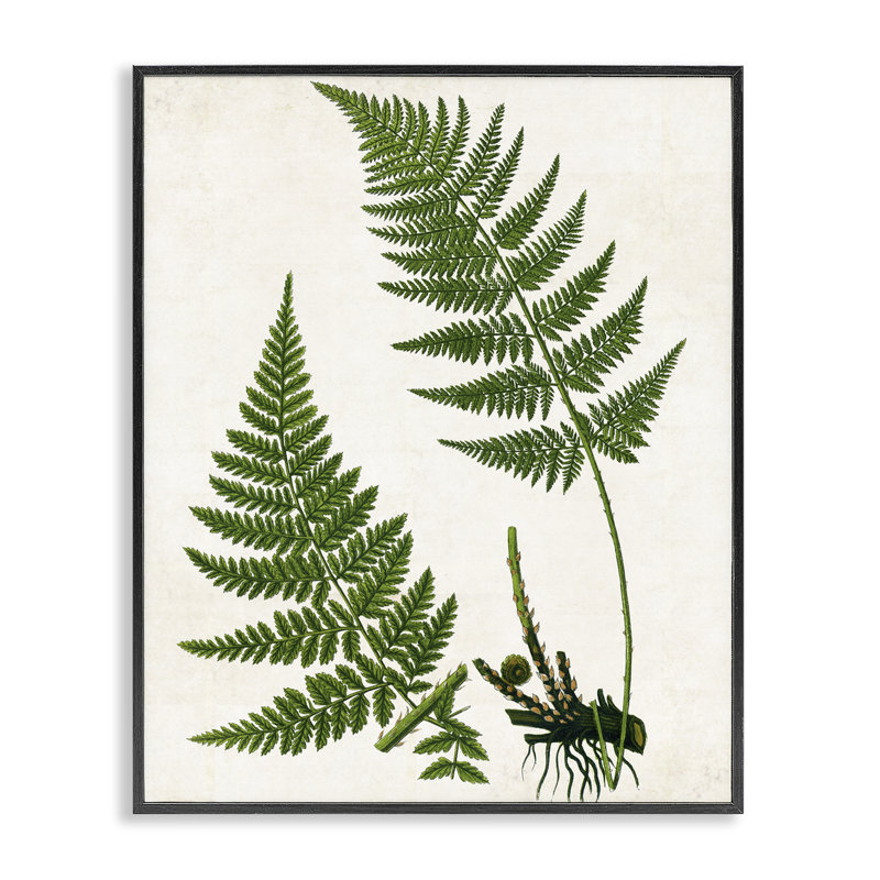 «Two Ferns Nature Study», art de la giclée encadrée par Susan Arnot, H 14 po x l 11 po, Giclée encadrée noir minuit