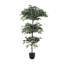 185cm Plant