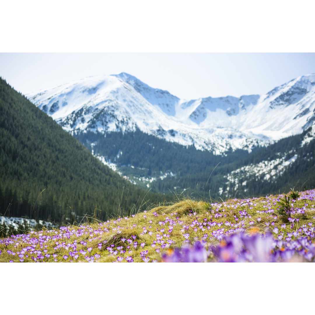 Blühende Krokusse auf einer Bergwiese im Frühling (Tatra-Gebirge, Polen) von Brzozowska - Kunstdrucke