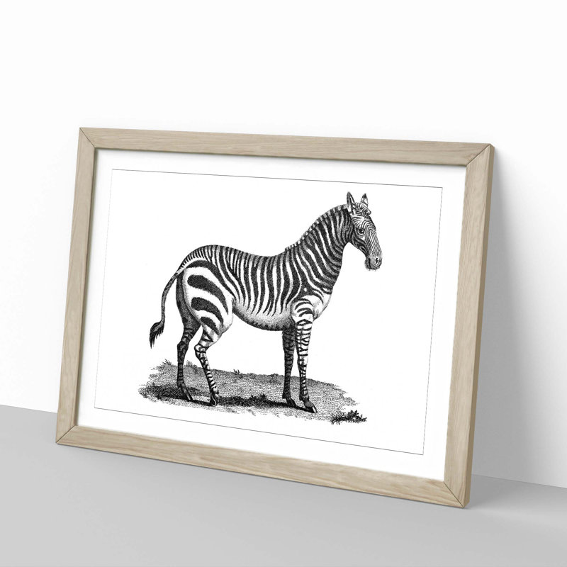 Zebra in Black & White by George Shaw - Picture Frame Drawing Print, 27cm H x 36cm W x 2cm D, Oak Framed