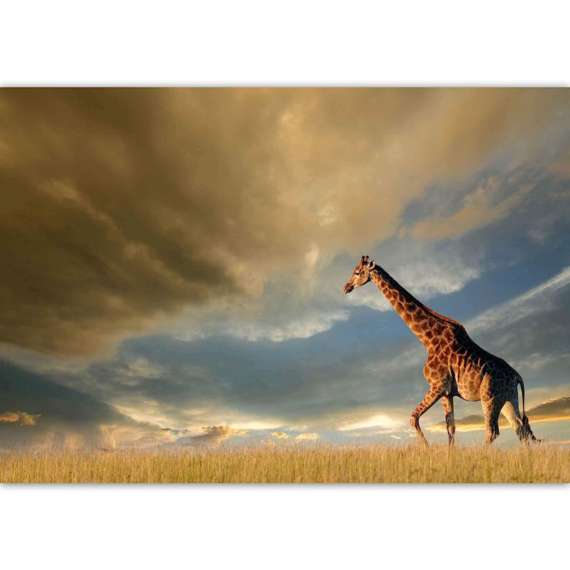 Animal Peel & Stick Border, 100" L x 144" W